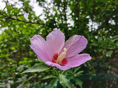 木槿花 花語